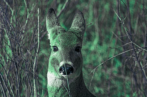 Frightened White Tailed Deer Staring (Cyan Tint)