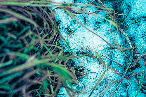 Frowning Grass Face Buried Among Snow (Cyan Tint)