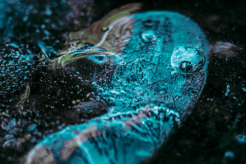 Frozen Distorted Bubble Eyed Ice Face (Cyan Tint Photo)