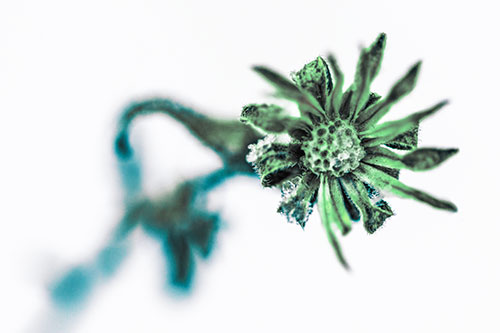 Frozen Ice Clinging Among Bending Aster Flower Petals (Cyan Tint Photo)