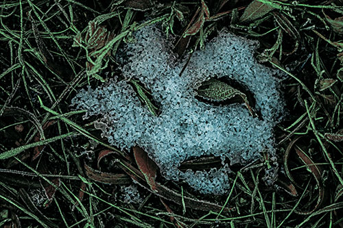 Frozen Leaf Eyed Snow Face Among Frosty Grass (Cyan Tint)