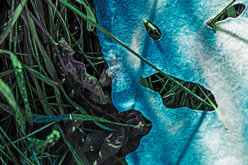 Frozen Protruding Grass Bladed Ice Face (Cyan Tint Photo)