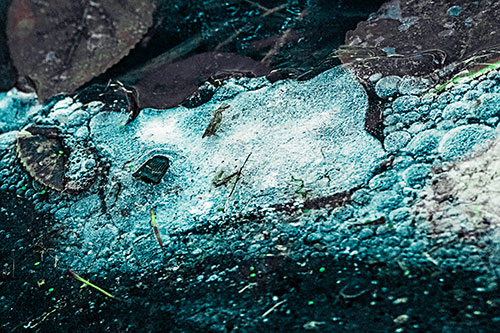 Frozen Rubber Eyed Ice Face Smiling Among Floating Leaves (Cyan Tint)