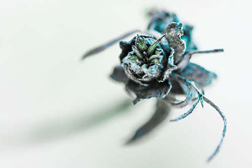 Fuzzy Blossoming Willow Cone Gall Midge (Cyan Tint)