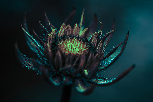 Fuzzy Unfurling Sunflower Bud Blooming (Cyan Tint Photo)