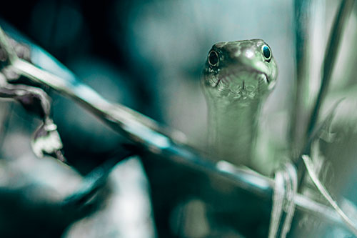 Garter Snake Peeking Head Above Sticks (Cyan Tint)