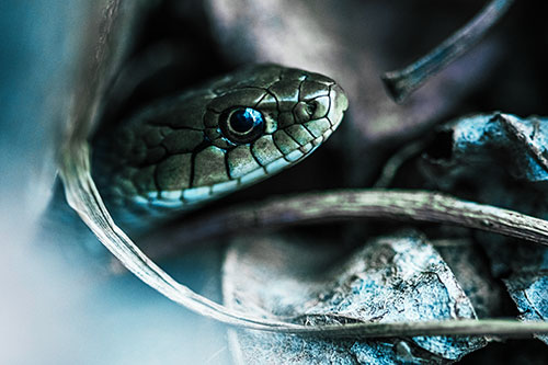 Garter Snake Peeking Out Dirt Tunnel (Cyan Tint)