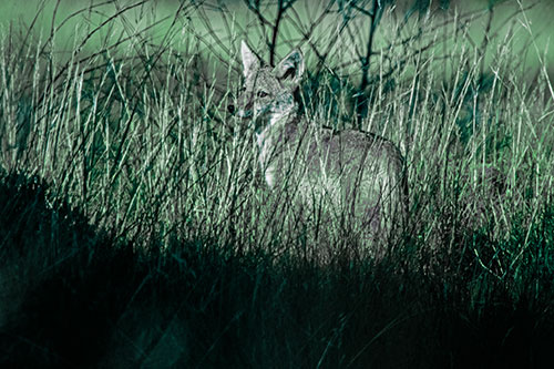 Gazing Coyote Watches Among Feather Reed Grass (Cyan Tint Photo)