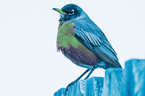 Glaring American Robin Standing Guard Atop Wooden Fence (Cyan Tint Photo)