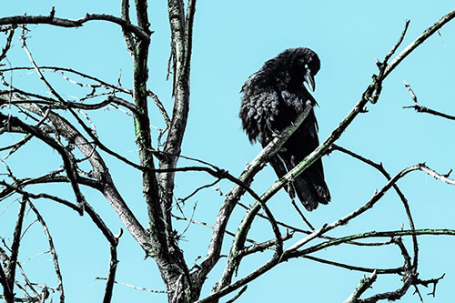 Glaze Eyed Crow Tilting Head Among Dead Tree Branches (Cyan Tint)