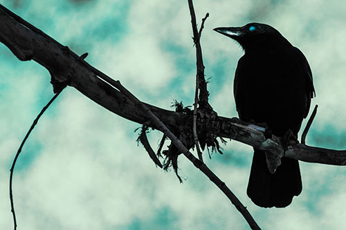 Glazed Eyed Crow Gazing Sideways Along Sloping Tree Branch (Cyan Tint Photo)
