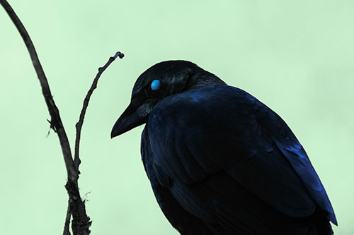 Glazed Eyed Crow Hunched Over Atop Tree Branch (Cyan Tint Photo)