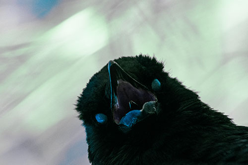 Glazed Eyed Tongue Screaming Crow (Cyan Tint Photo)