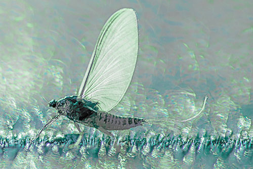 Glistening Mayfly Enjoying Bright Sunlight (Cyan Tint)