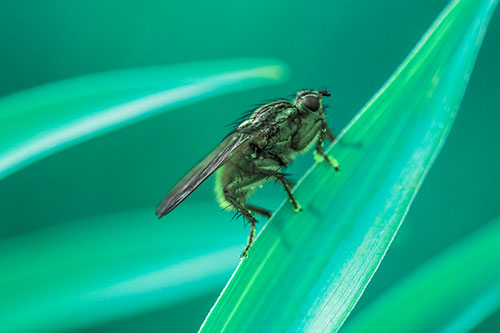 Golden Dung Fly Perched Along Sloping Fescue Grass Blade (Cyan Tint)