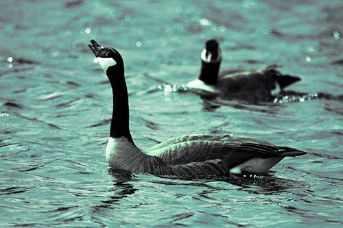 Goose Honking Loudly On Lake Water (Cyan Tint Photo)