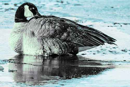 Goose Resting Atop Ice Frozen River (Cyan Tint Photo)