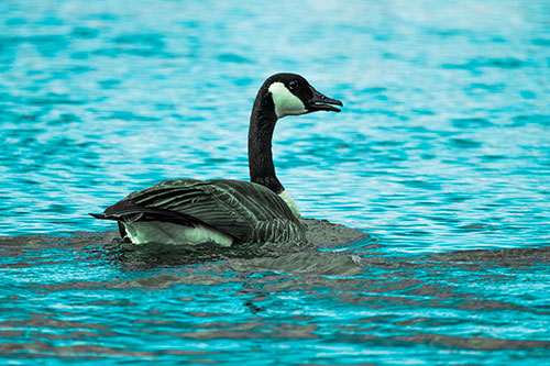Goose Swimming Down River Water (Cyan Tint Photo)