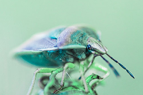 Gorse Shieldbug Standing Atop Gumplant (Cyan Tint)