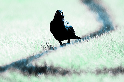 Grackle Bird Walking Down Shadow Line (Cyan Tint Photo)