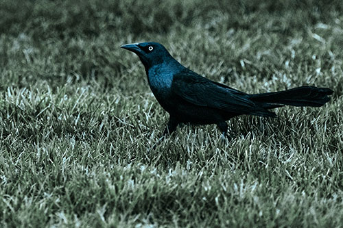 Grackle Walking Among Fresh Cut Grass (Cyan Tint)