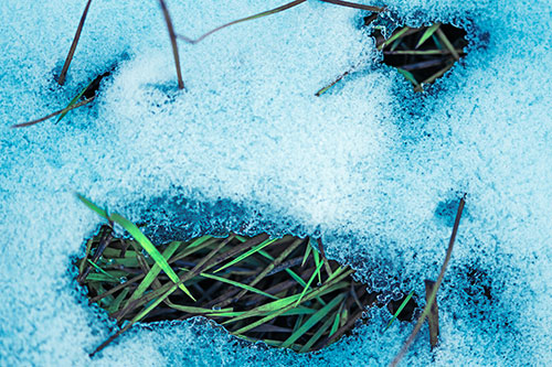 Grass Blade Face Pierces Through Melting Snow (Cyan Tint Photo)
