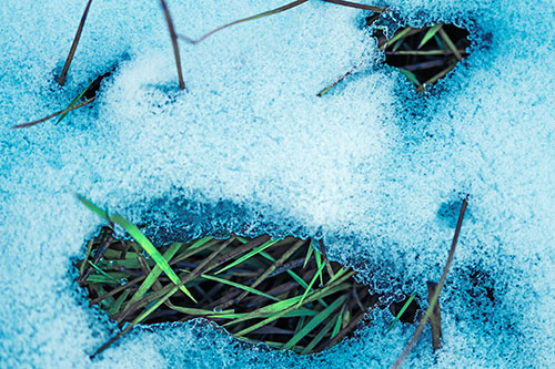 Grass Blade Face Pierces Through Melting Snow (Cyan Tint)