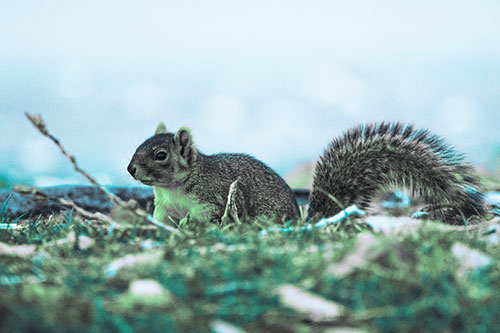 Grass Crouching Squirrel Beyond Broken Tree Branch (Cyan Tint Photo)