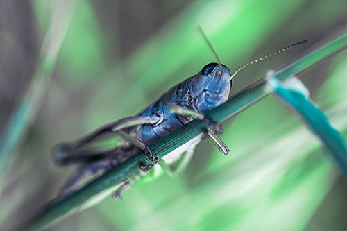 Grasshopper Cuddles Grass Blade Tightly (Cyan Tint Photo)