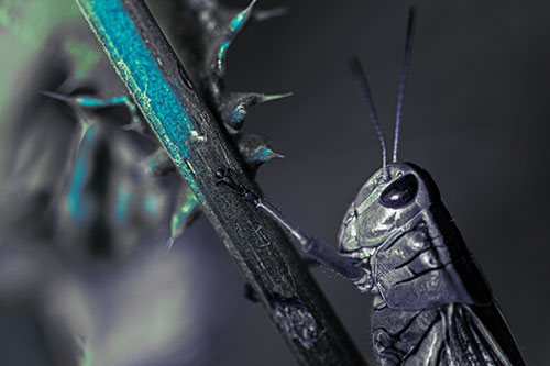 Grasshopper Hangs Onto Weed Stem (Cyan Tint Photo)