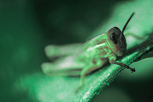 Grasshopper Laying Down Atop Leaf Petal (Cyan Tint Photo)