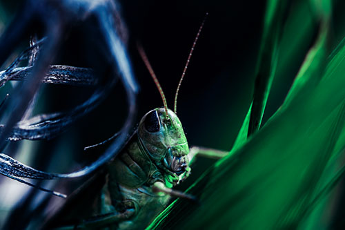 Grasshopper Perched Between Dead And Alive Grass (Cyan Tint)