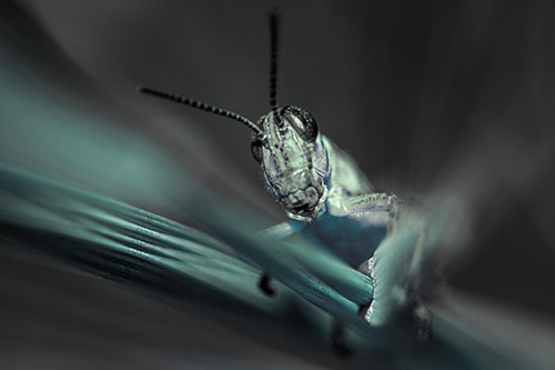 Grasshopper Rides Grass Blades Among Wind (Cyan Tint)