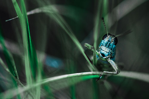Grasshopper Smiling Among Intersecting Grass Blades (Cyan Tint)