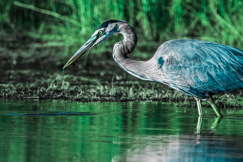 Great Blue Heron Beak Dripping Water (Cyan Tint Photo)