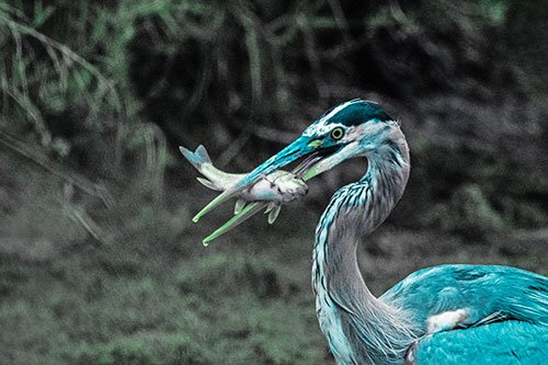 Great Blue Heron Clamps Trout Fish Between Beak (Cyan Tint)