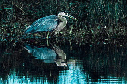 Great Blue Heron Searching Shoreline (Cyan Tint)