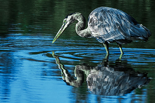 Great Blue Heron Snatches Pond Fish (Cyan Tint Photo)