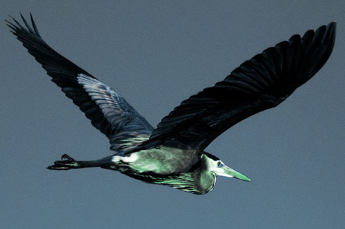 Great Blue Heron Soaring The Sky (Cyan Tint Photo)