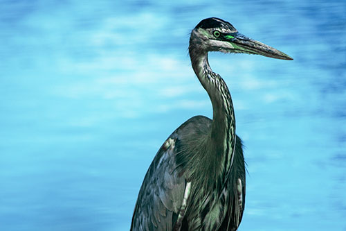 Great Blue Heron Standing Tall Among River Water (Cyan Tint Photo)