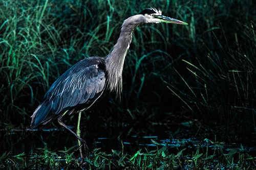 Great Blue Heron Wading Across River (Cyan Tint Photo)