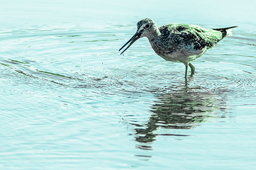 Greater Yellowlegs Fishing Among Shallow Water (Cyan Tint)