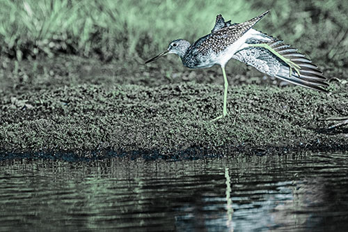 Greater Yellowlegs Stretching Along River Shore (Cyan Tint)