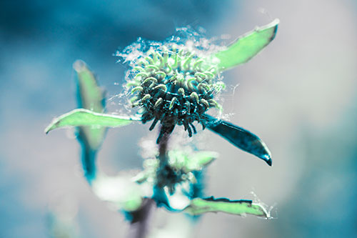 Hairy Gumplant Flower Embracing Sunshine (Cyan Tint Photo)
