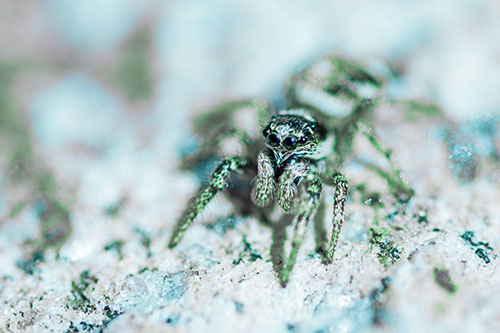 Hairy Jumping Spider Enjoying Sunshine (Cyan Tint Photo)