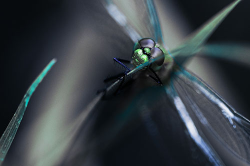 Happy Dragonfly Hugs Grass Blade Edge (Cyan Tint Photo)