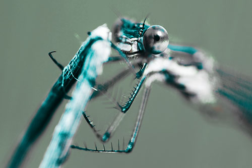 Happy Faced Dragonfly Clings Onto Broken Stick (Cyan Tint Photo)