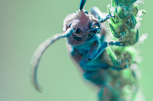 Happy Milkweed Beetle Climbing Fuzzy Plant (Cyan Tint)