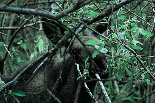Happy Moose Smiling Behind Tree Branches (Cyan Tint Photo)