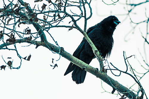 Happy Open Mouthed Crow Cawing (Cyan Tint Photo)